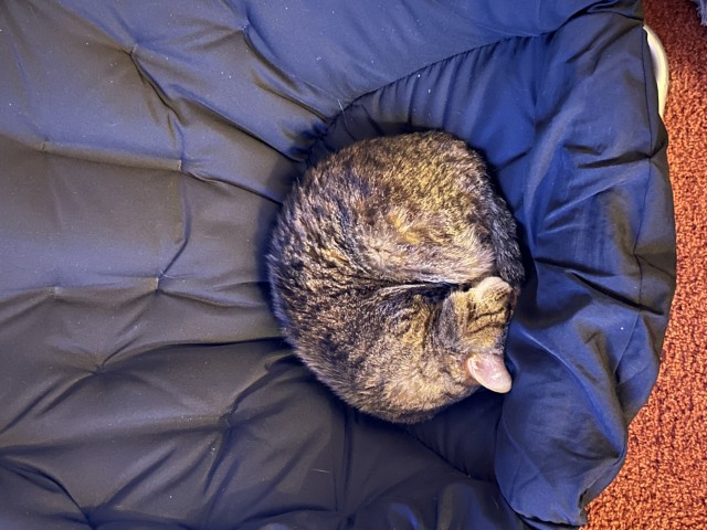 Cupcake sleeping in a small circle.